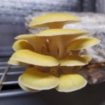 golden oyster mushroom cluster