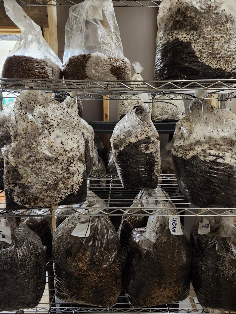 mushroom bags in the colonizing room showing various stages of growth