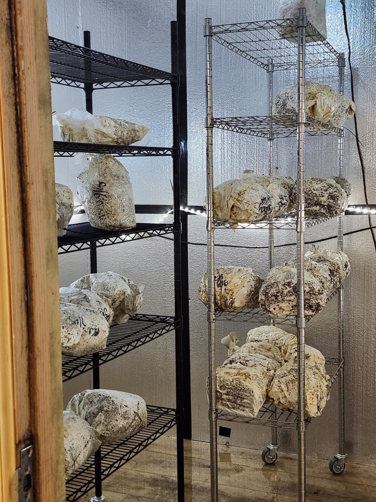 colonized mushroom bags in the fruiting chamber
