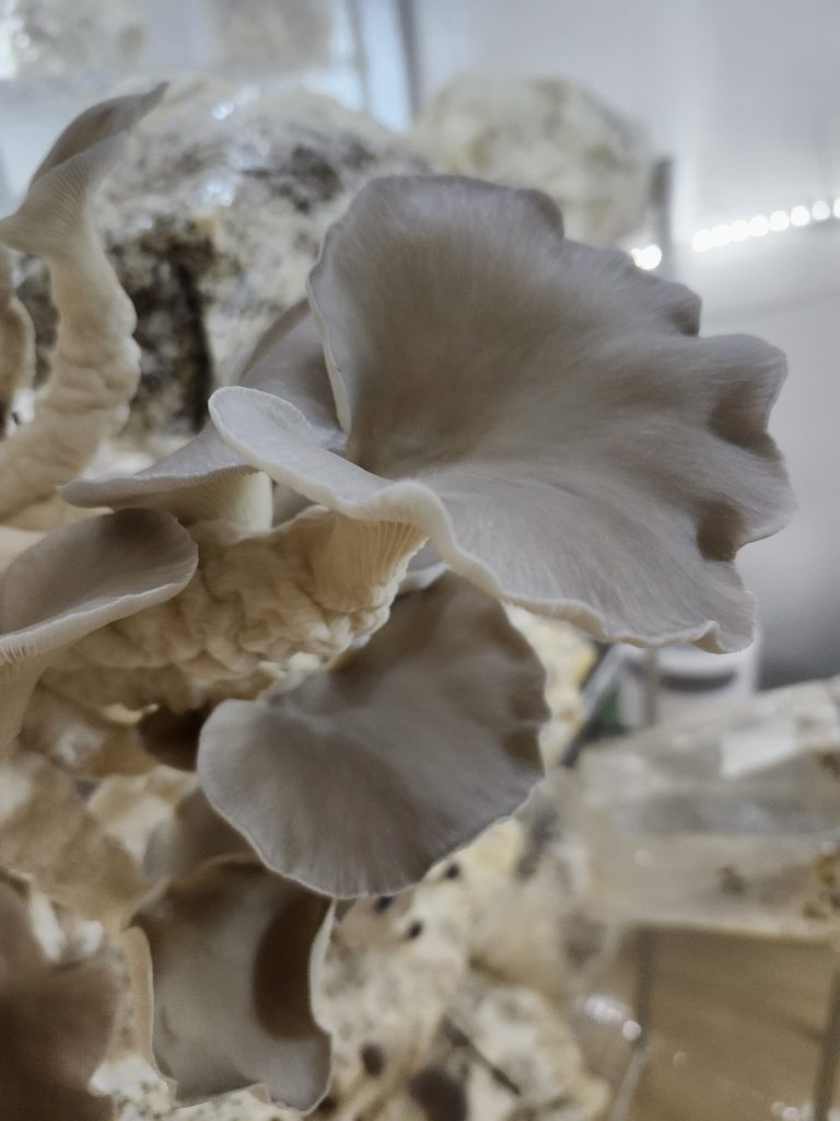 close up picture of a grey oyster mushroom on a wood block inside the fruiting chamber