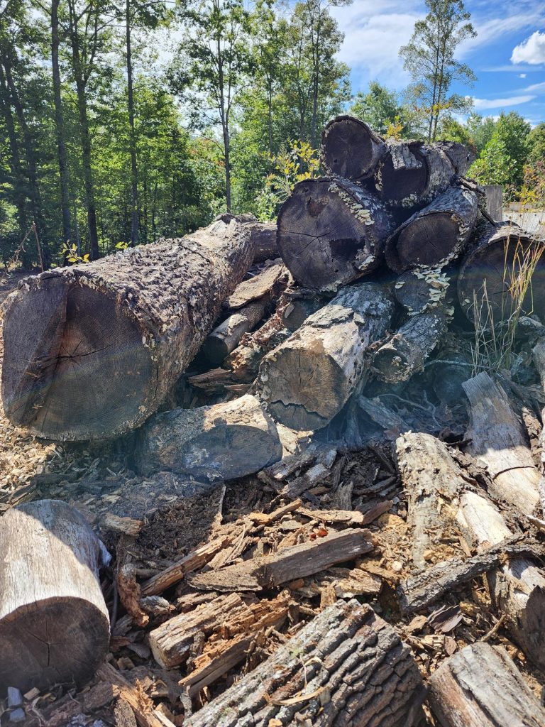 harvested pile of trees