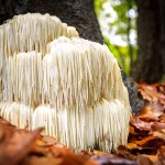 Lion's Mane