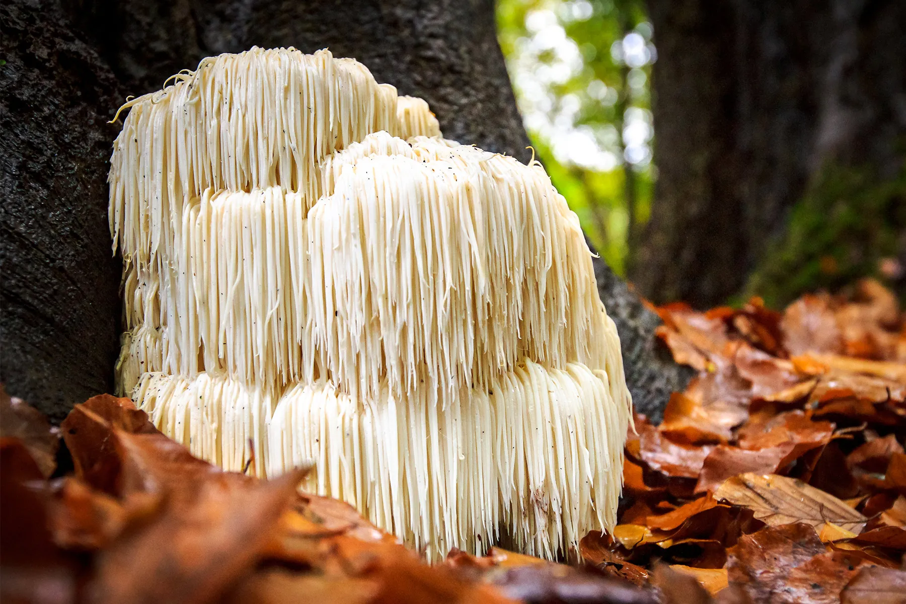 Lion’s Mane Mushrooms – Why you need them